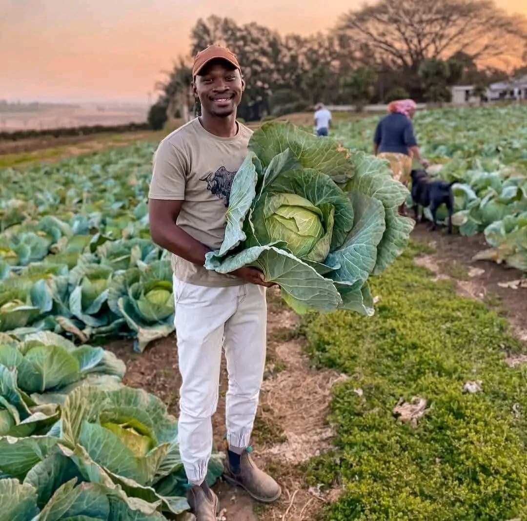 Smiling man holding a massive green cabbage in a large field during sunset.