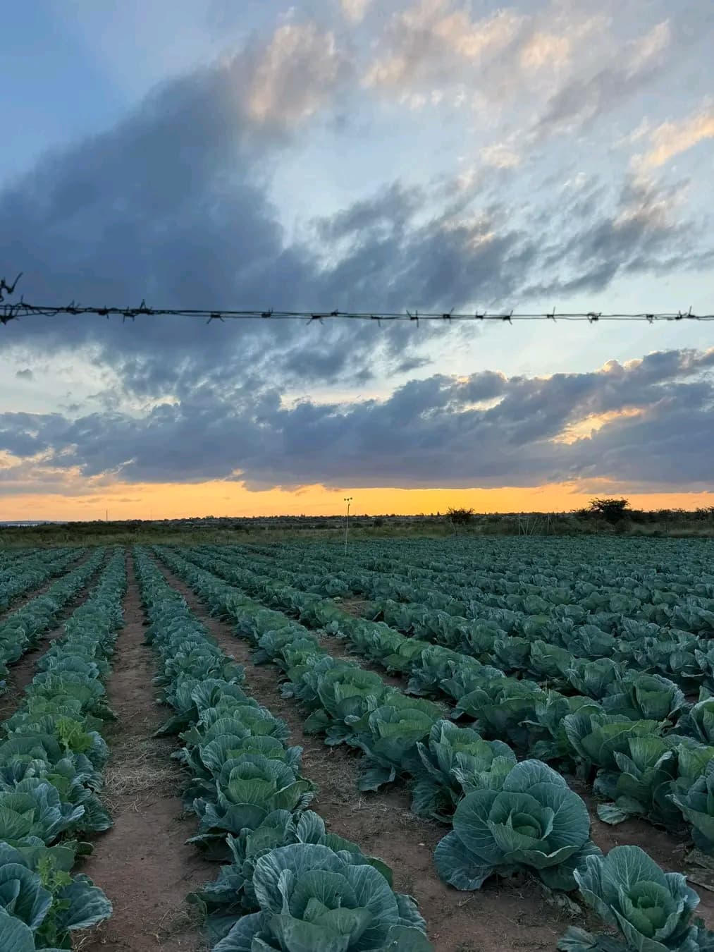 Rows of green cabbages in a field under a dramatic sunset sky with barbed wire.