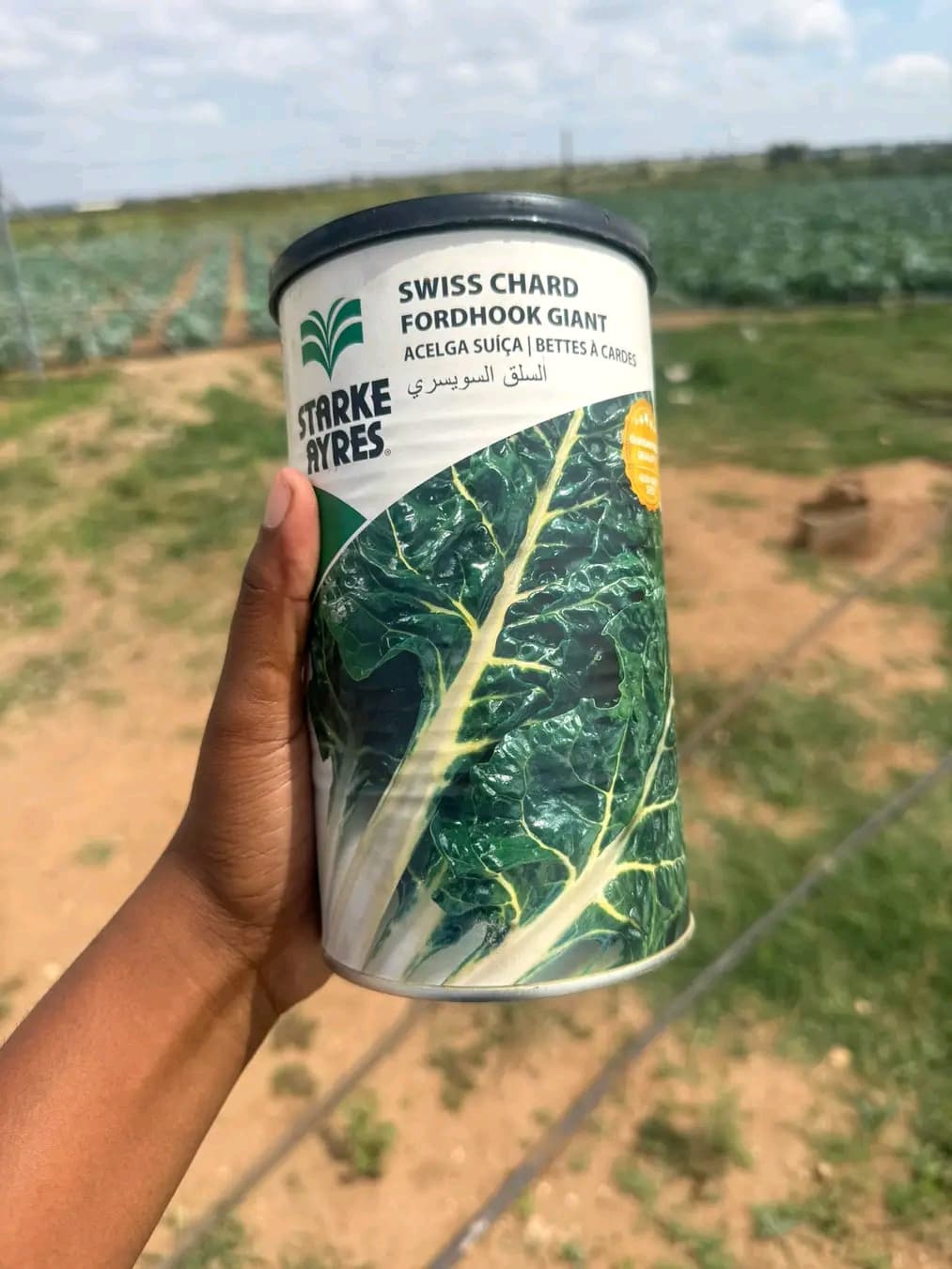 Hand holding a Starke Ayres Swiss Chard seed container in a green agricultural field.