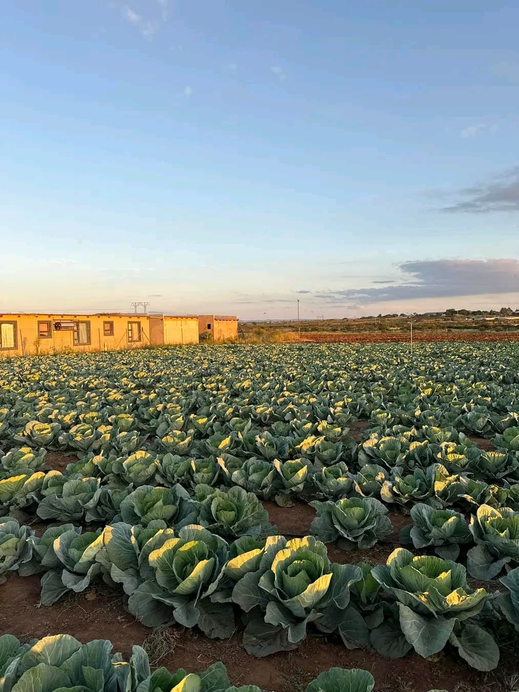 Rows of green cabbages growing in a field next to a long tan building.