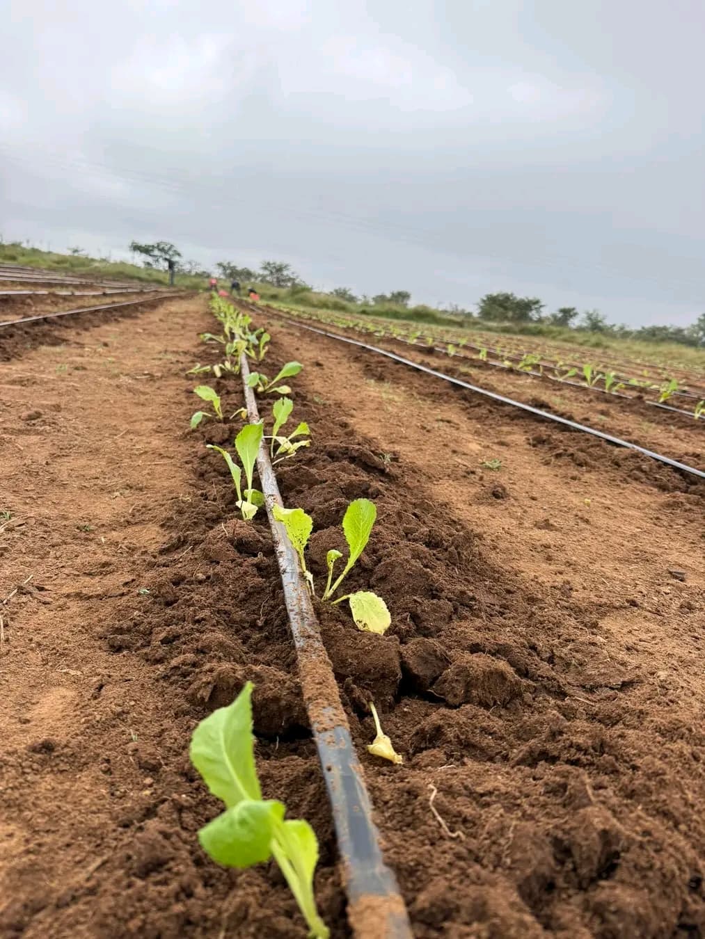 Young green seedlings growing in rows of dark soil with a drip irrigation system.