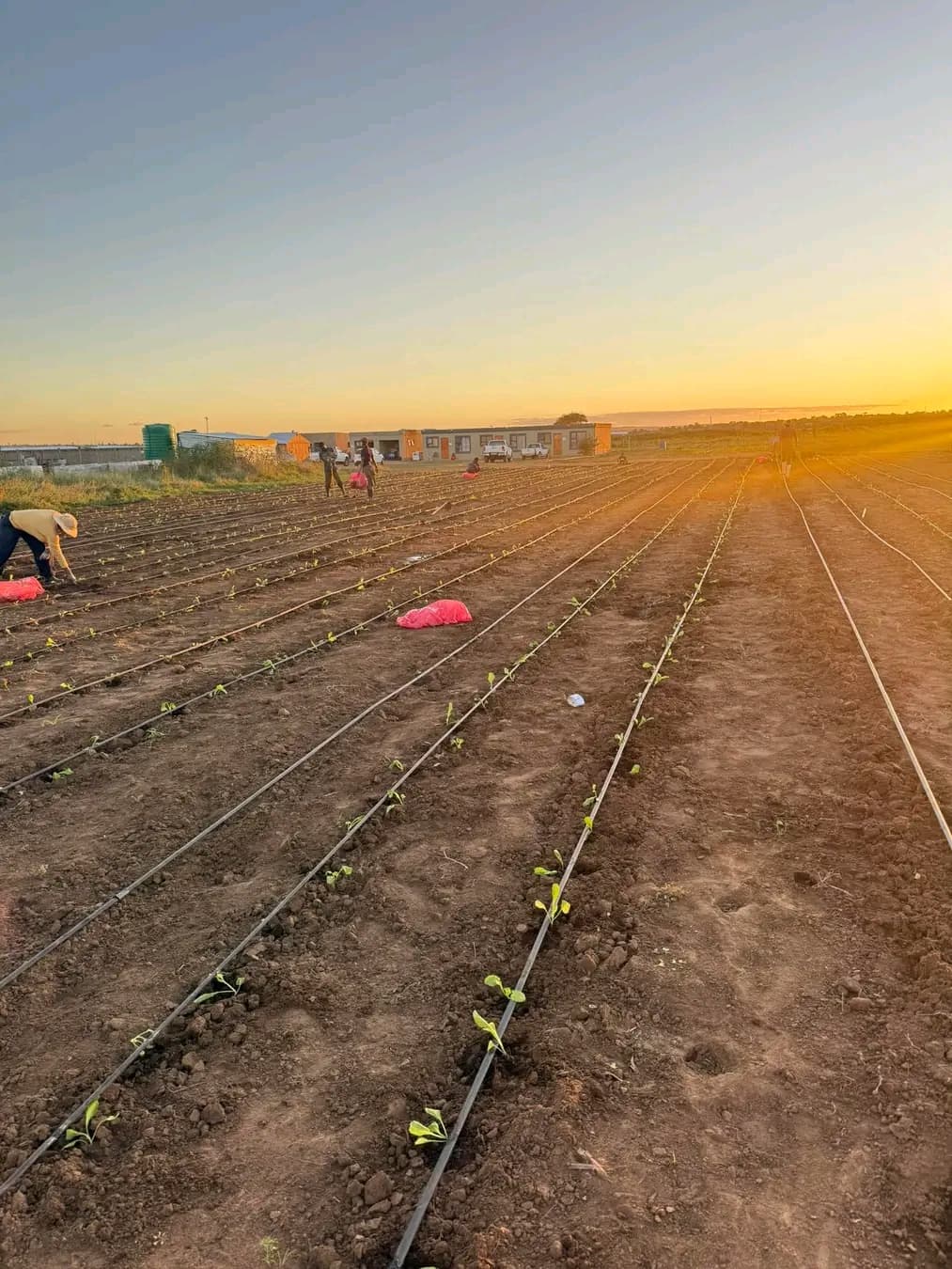 Workers tending to rows of young plants in a field during a golden sunset.