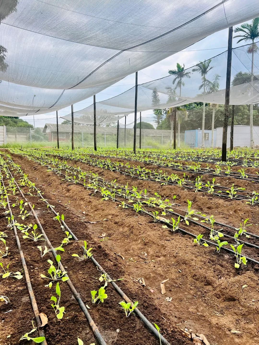 Rows of young green plants with drip irrigation under a white mesh shade cloth.