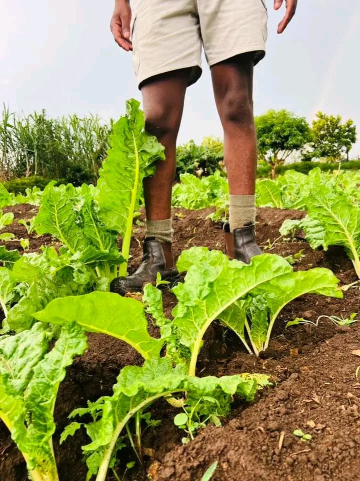 Person in work boots standing among rows of vibrant green leafy vegetables in a field.