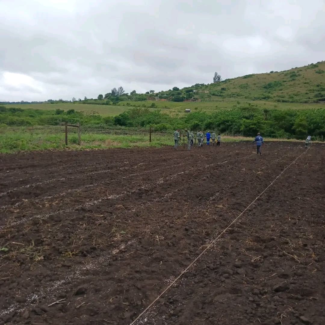 Uniformed workers plant crops in a large, tilled field beneath rolling green hills and clouds.