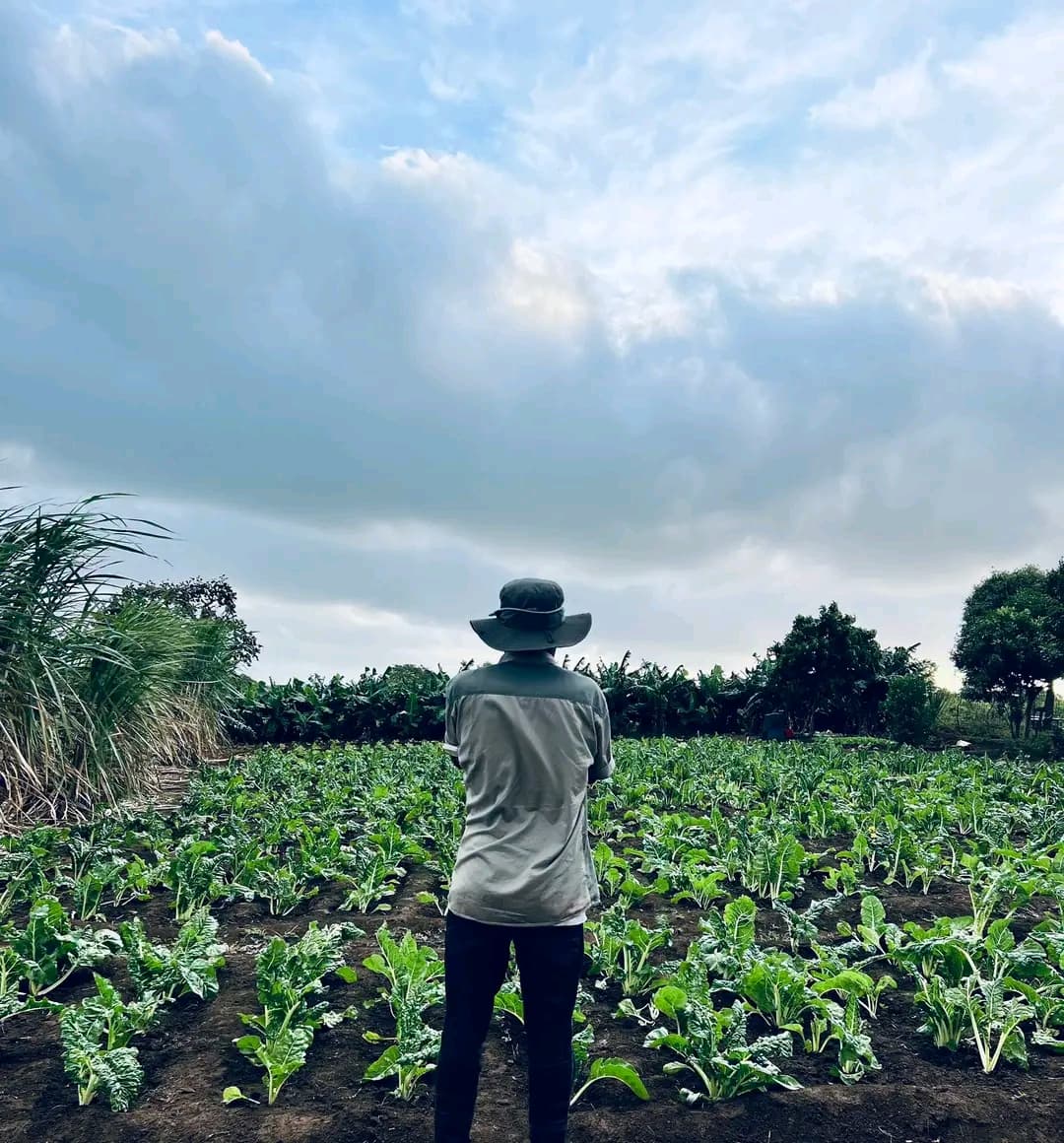 Person in a sun hat overlooks rows of green leafy crops under cloudy skies.