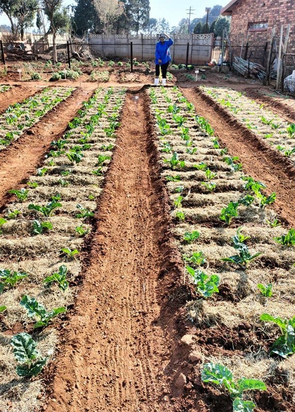 Rows of leafy green vegetables mulched with straw, with a person in the background.